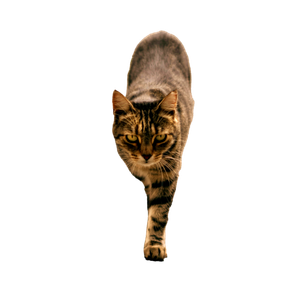 A Focused Tabby Cat With Golden Eyes Walks On A Sunny Stone Path. 18199 - Cat PNG image with transparent background